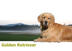 GoldenRetriever1