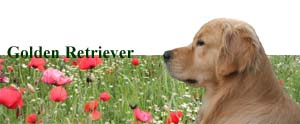 GoldenRetriever.desaxe.de