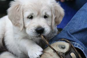 Schoen wie die Eltern